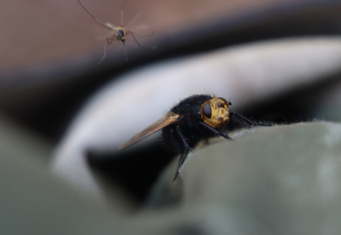 Вдруг откуда ни возьмись маленький комарик... - Галина Ильясова