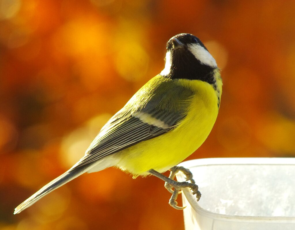 "Кто ? Я простая ?!" - Юрий Куликов "Кто ? Я простая ?!" - Юрий Куликов