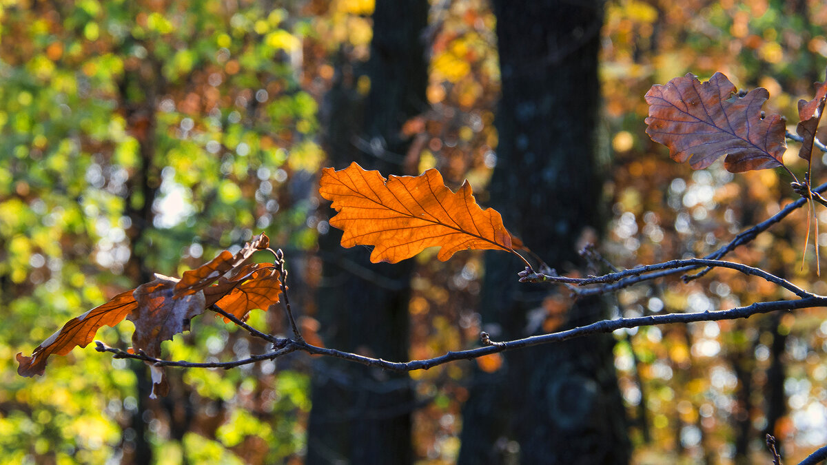 Под ласковым солнышком - Alexandеr P