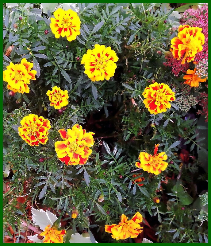 Осени прощальные цветы - Ольга Довженко