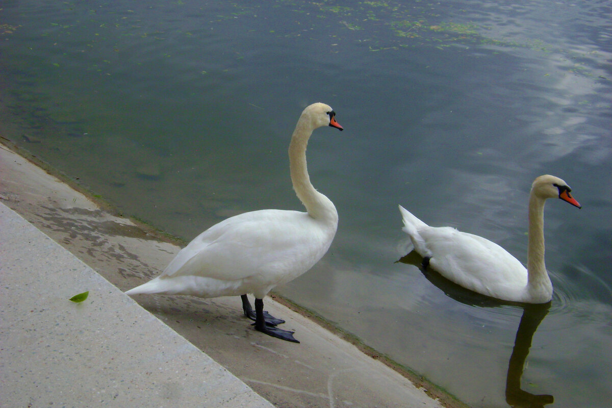 Парочка  переселенцев - Валентин Семчишин