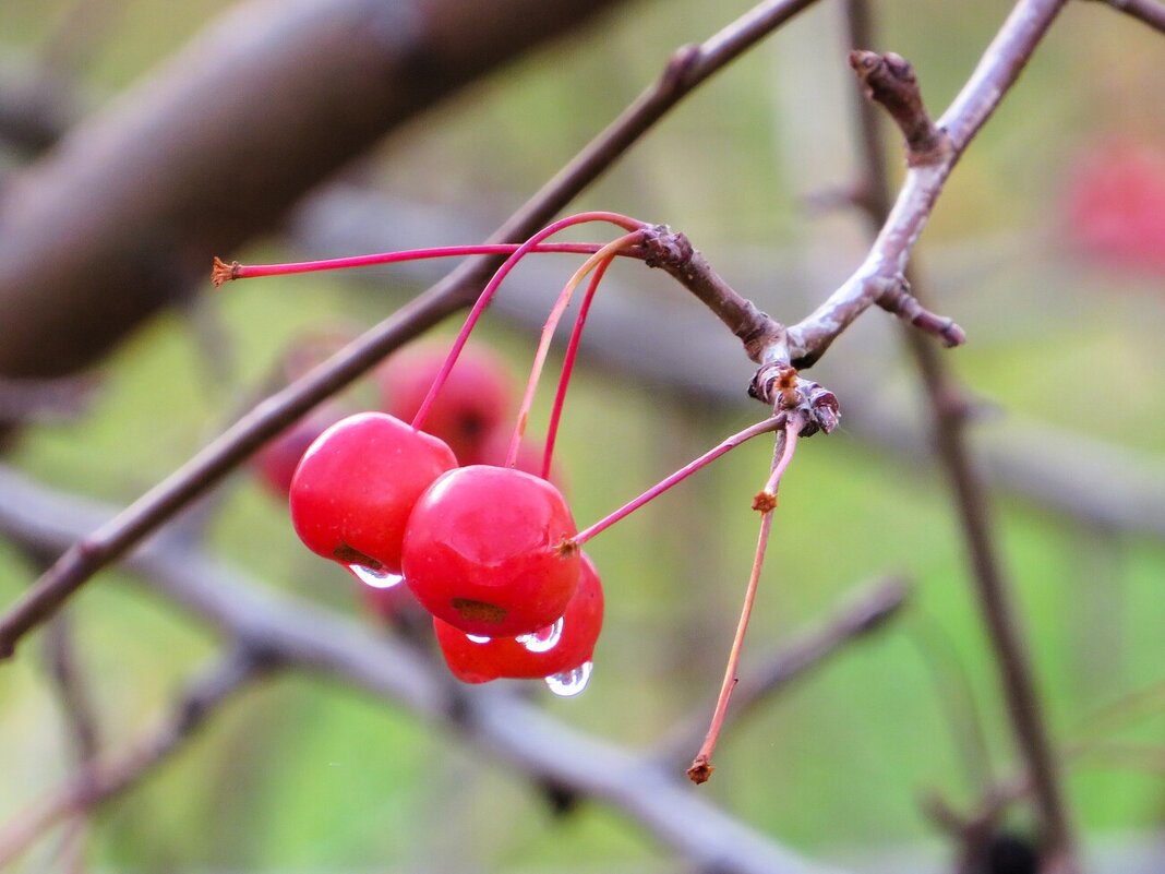 *** - Лариса С.