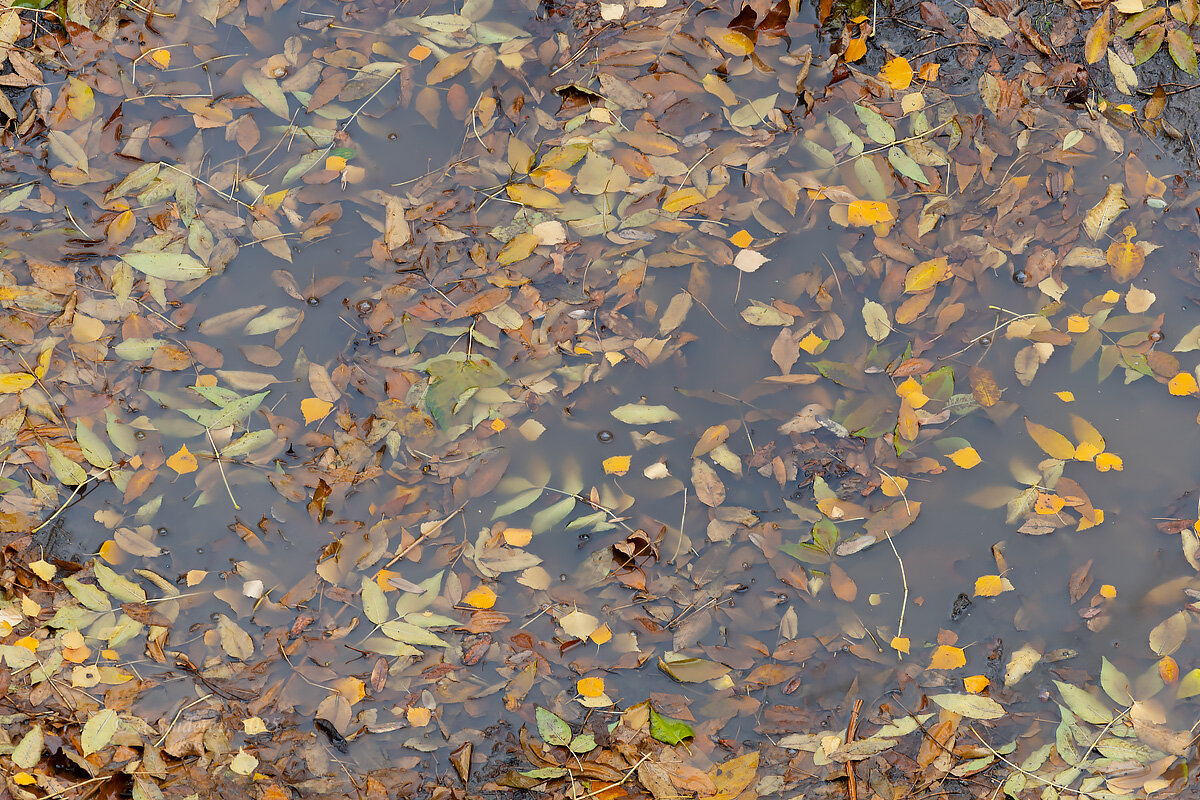 Листья в луже - Александр Синдерёв