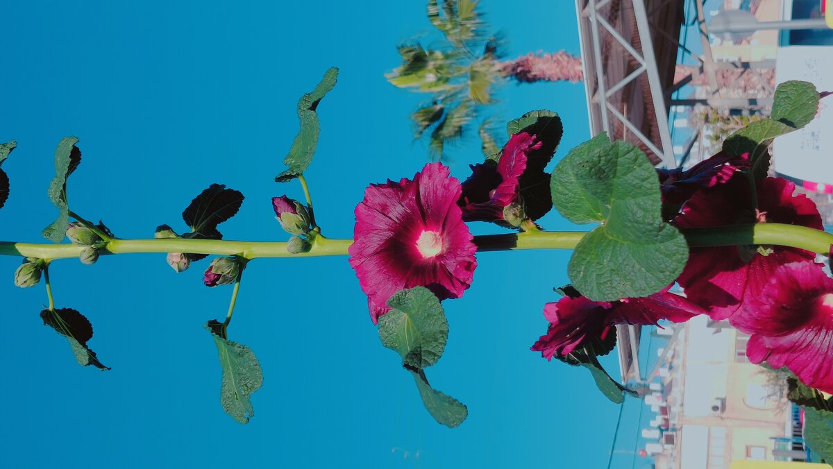 13  ОПЕН (526) - OPEN WAYS ALL