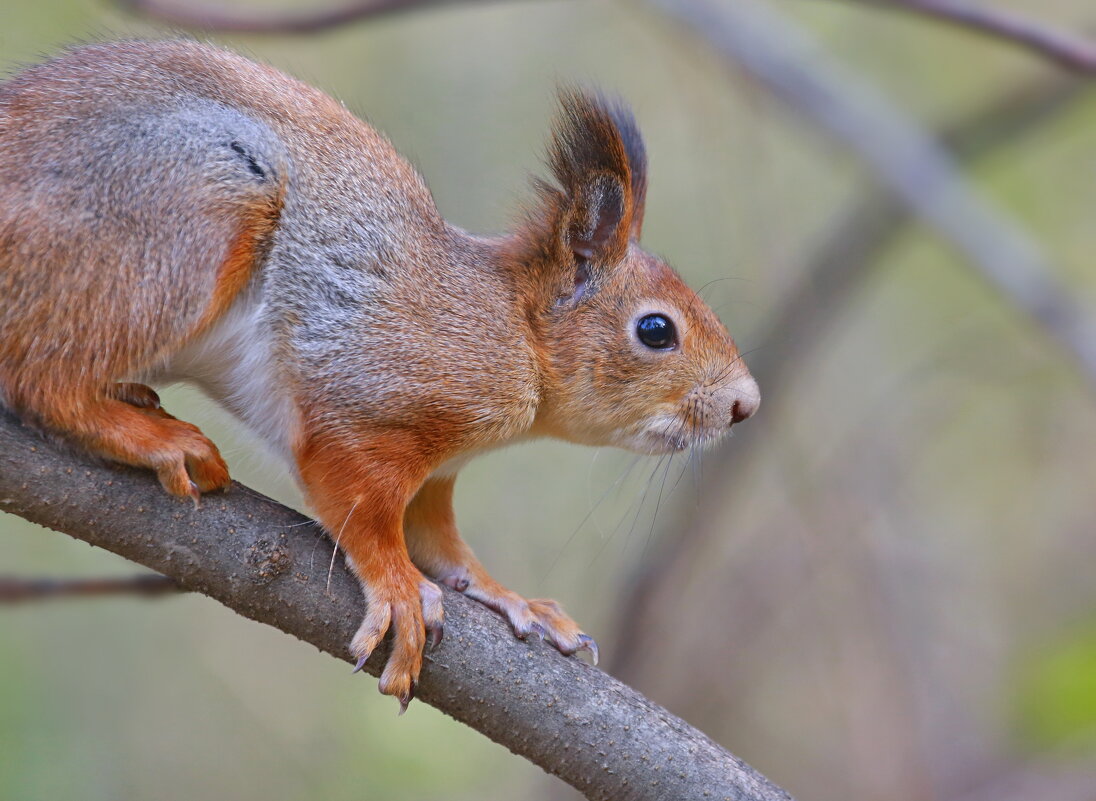 щасссс... - Andrey Bragin 