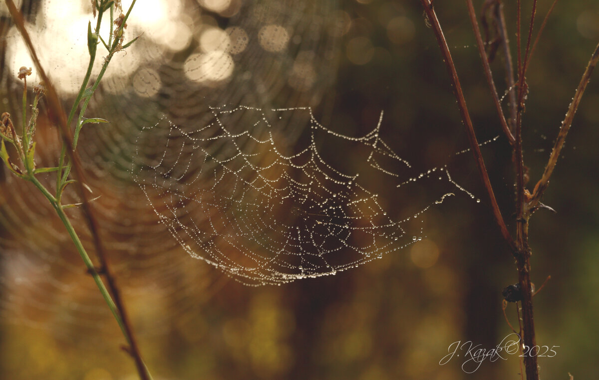 *** - Елена Kазак (selena1965)