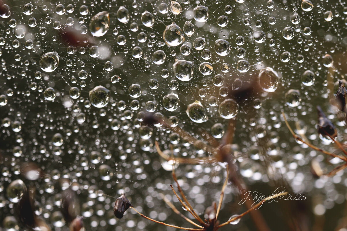 *** - Елена Kазак (selena1965)