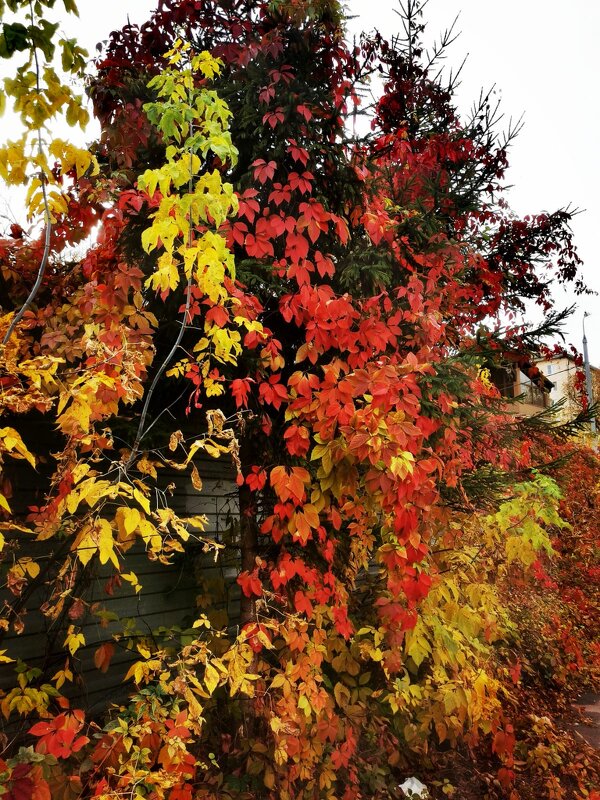 украсили ёлочку или городская живопись - Сергей Б.