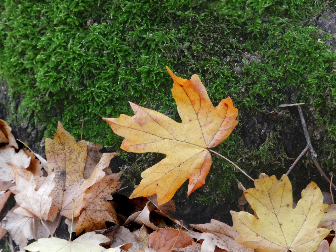 лист клиновый - Лера 