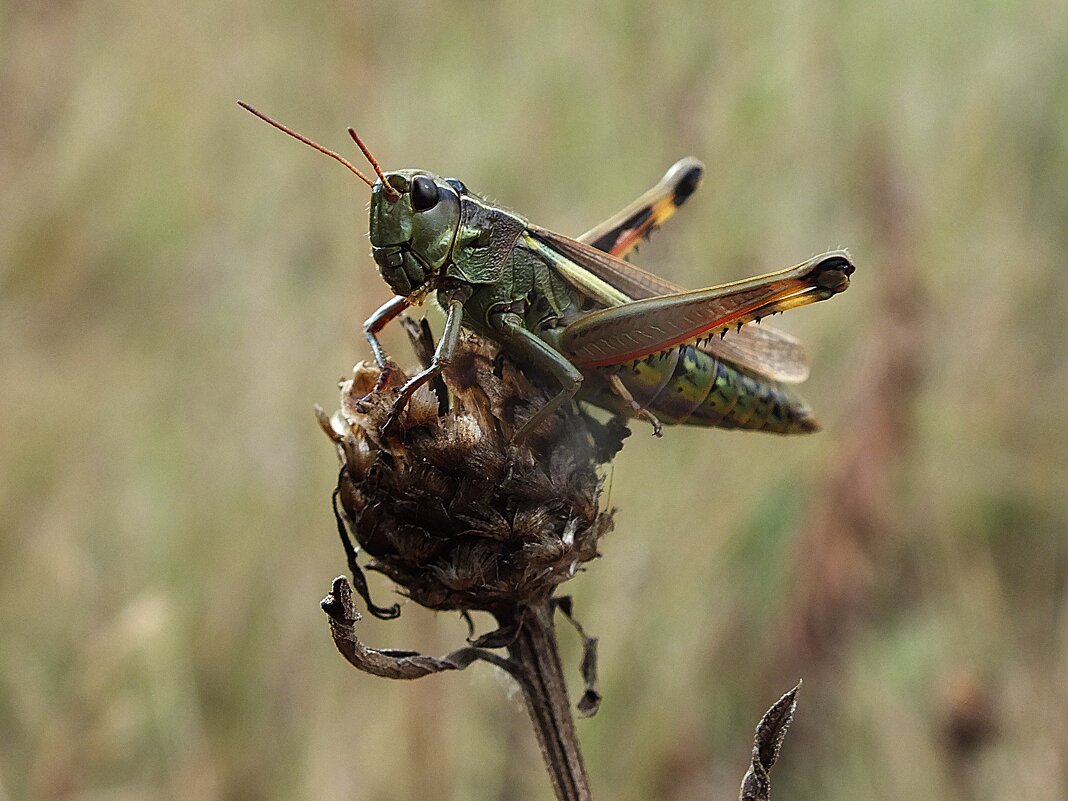 ** - Зоя Мишина