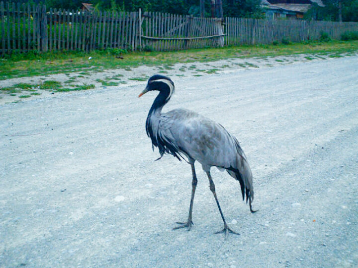 Чёрный аист - Игорь Железный