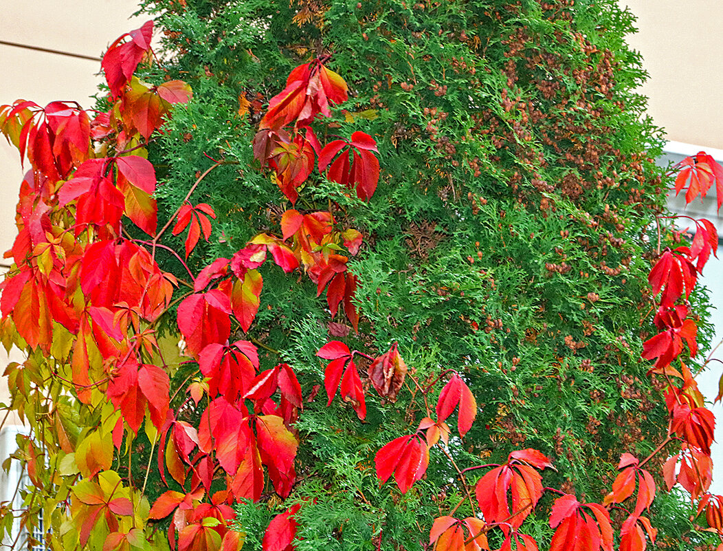 Зелёное и красное - Светлана 