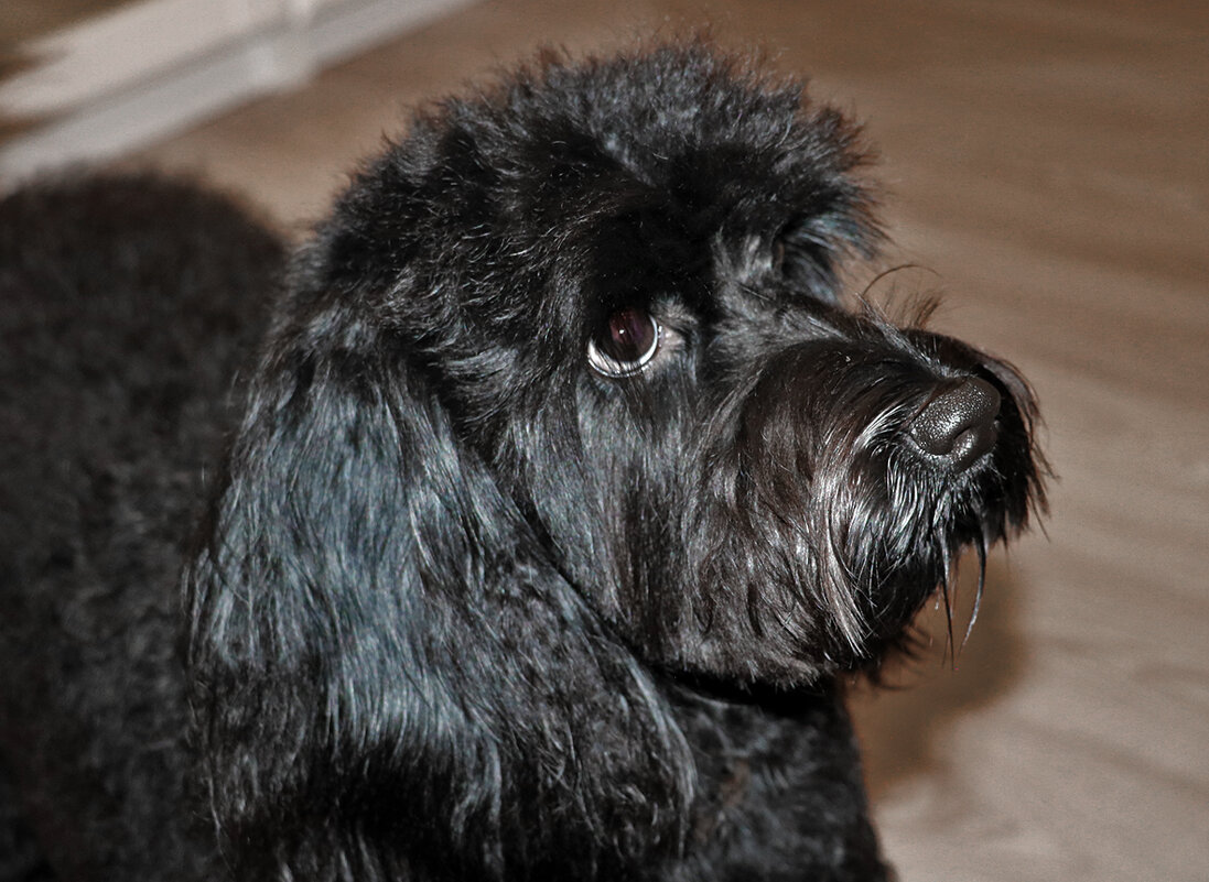 Портрет в профиль - Светлана Портрет в профиль - Светлана