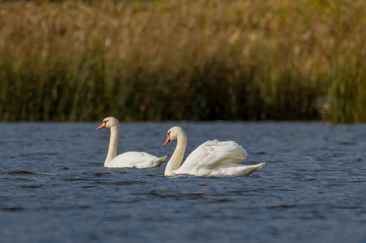 На отдыхе перед дальней дорогой. - Sergey (Apg)