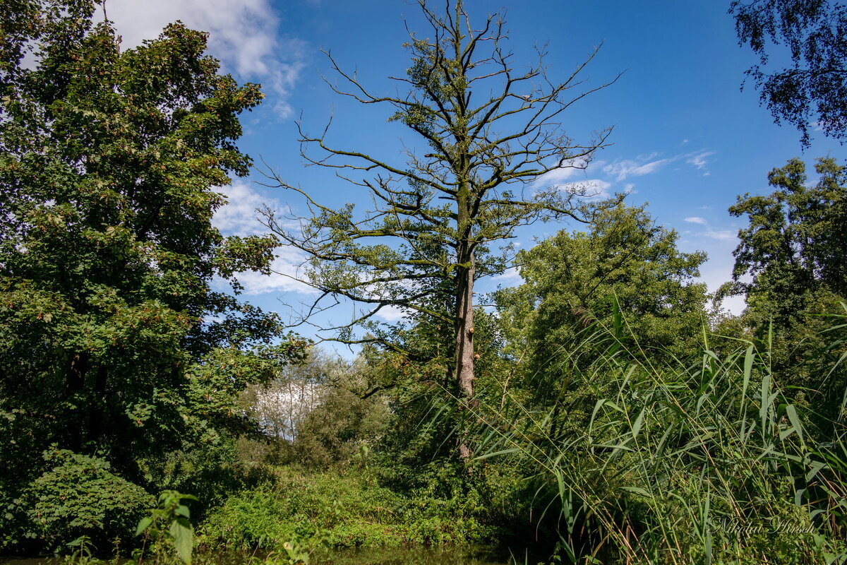 Старое дерево... - Николай Гирш