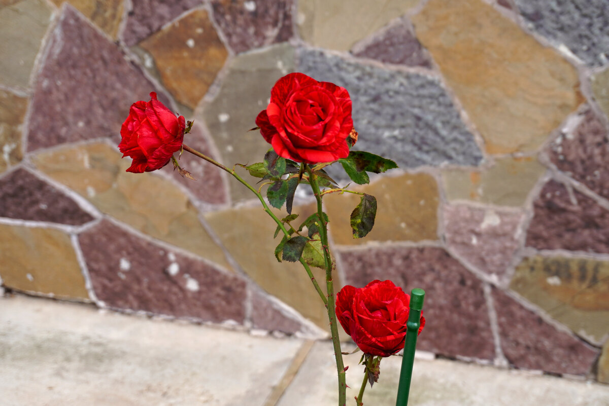 Розы в октябре - Сергей Ц