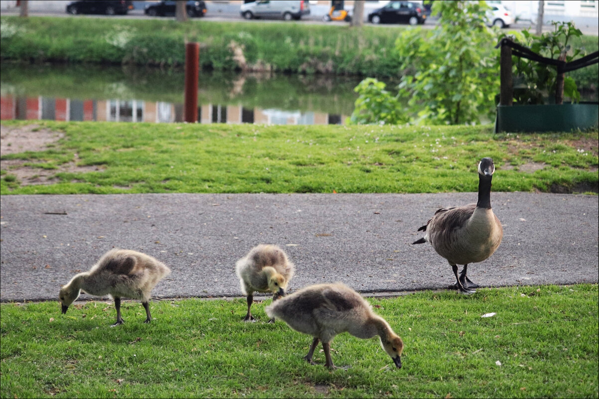 Под присмотром - Валерий Готлиб Под присмотром - Валерий Готлиб