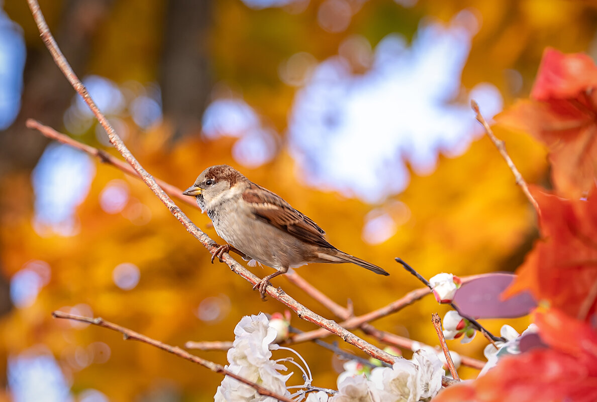 Воробей в лучшие дни осени... - Bosanat 
