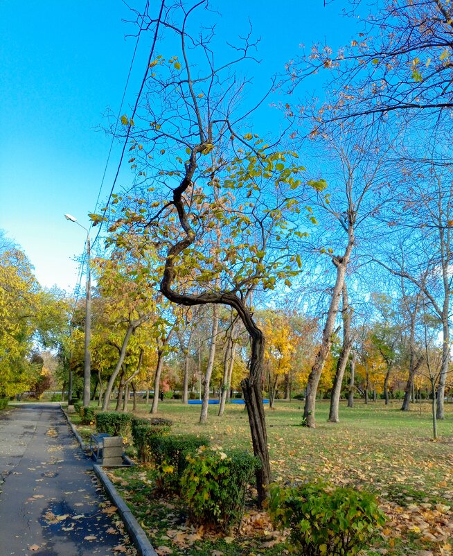 Ростовская осень - Нина Бутко Ростовская осень - Нина Бутко