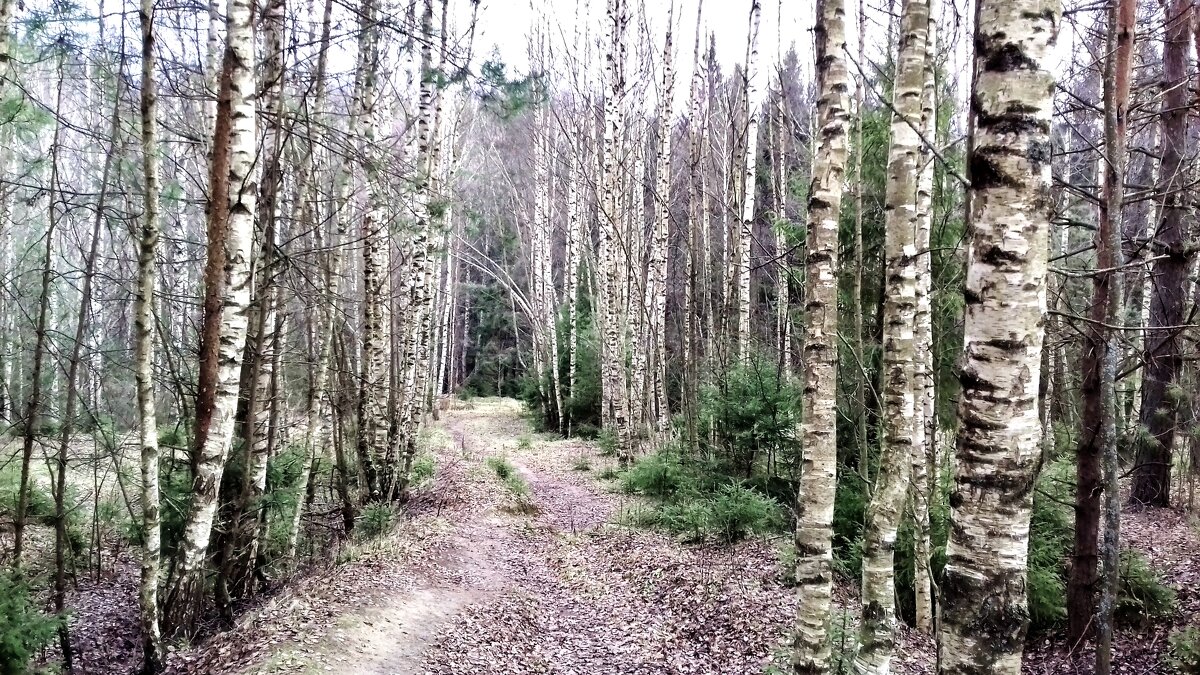 осенняя дорога - Владимир 