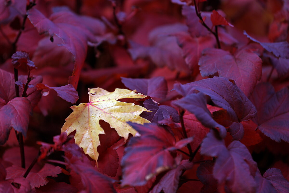 17 октября - Михаил Бибичков