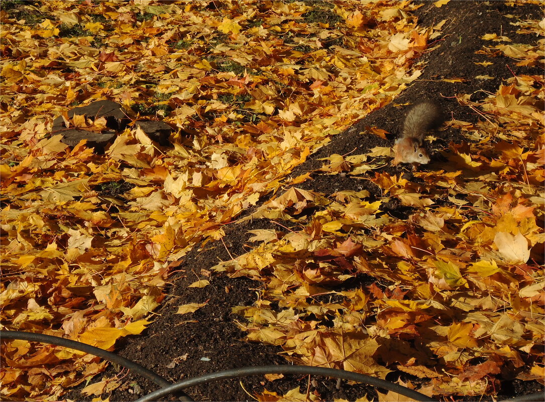 белкин урожай - sv.kaschuk 