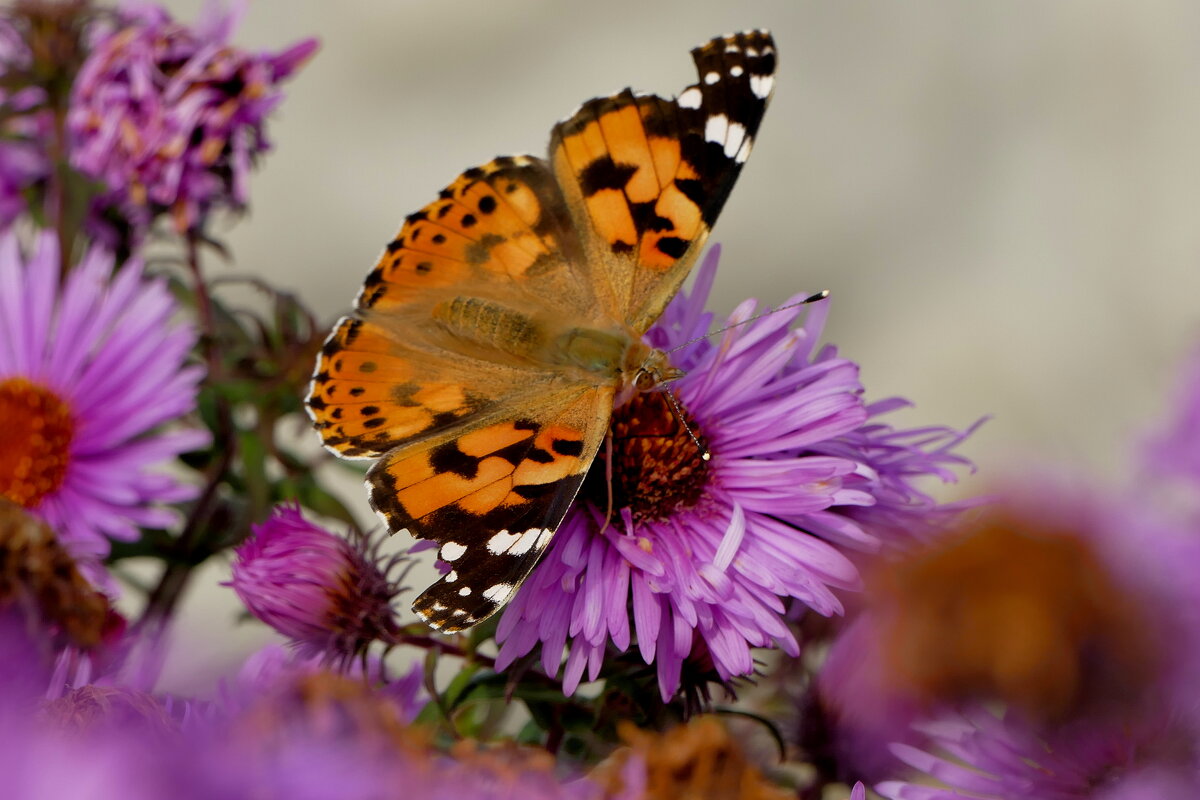 опять бабочки 14 - Александр Прокудин