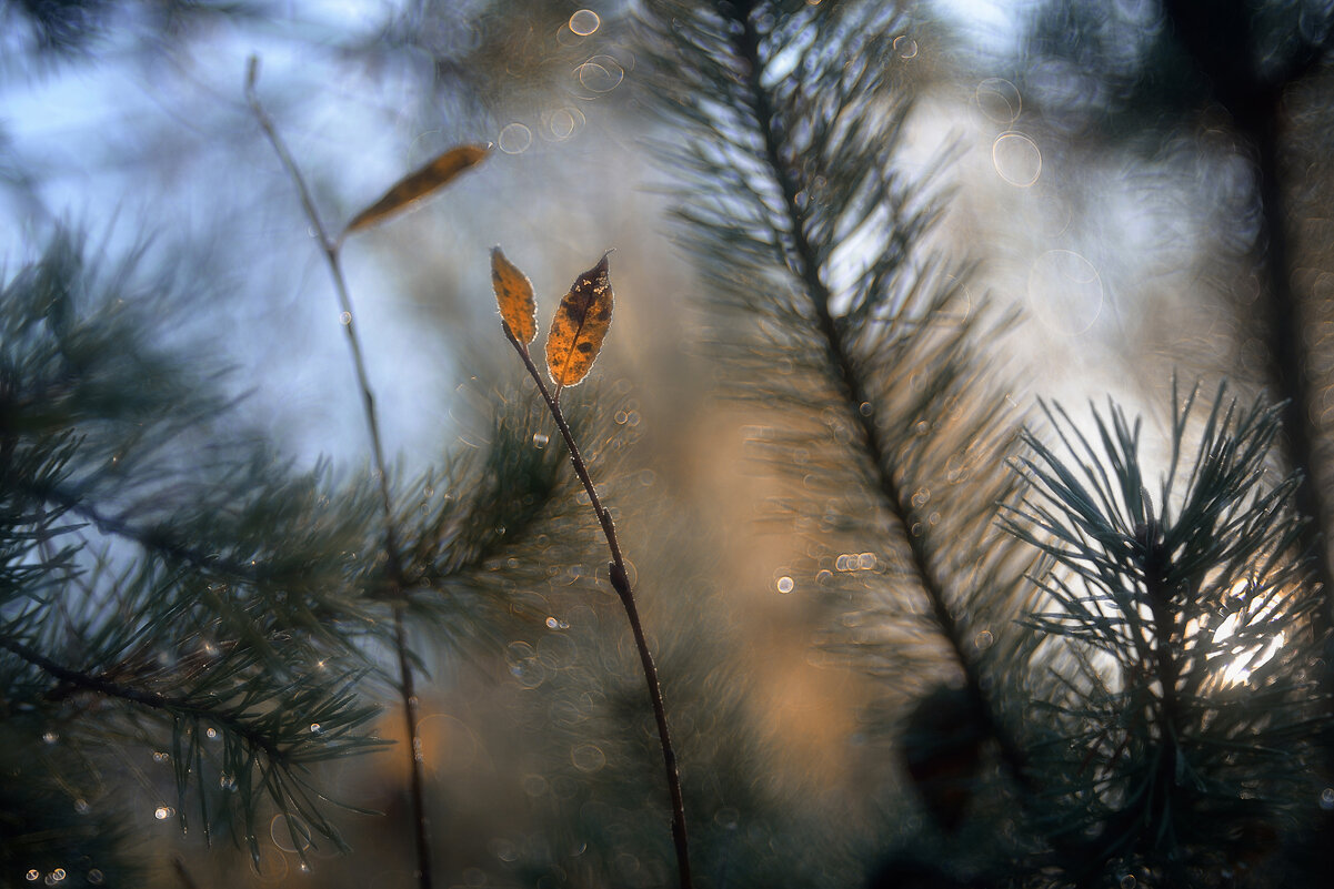 осенние зарисовки... - Natali-C C
