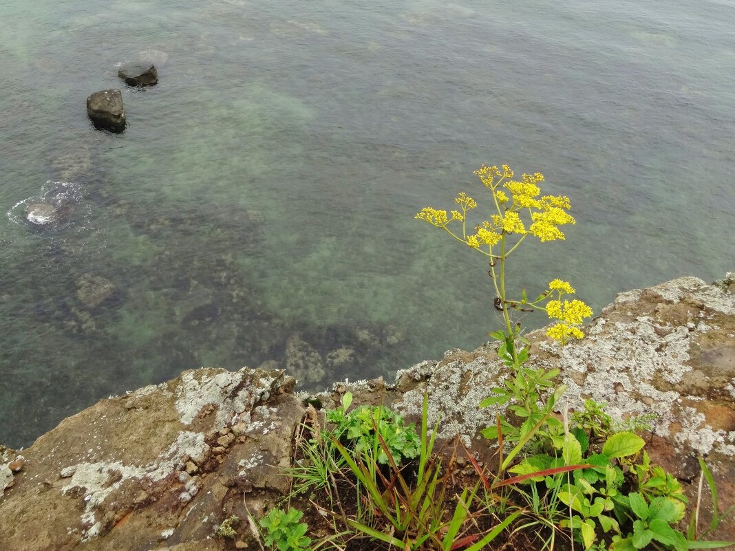 Скала, цветы, море - Лидия Бусурина
