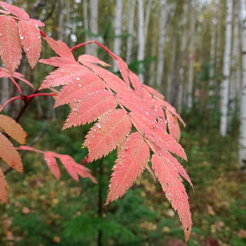 Лист рябины - Ирина *