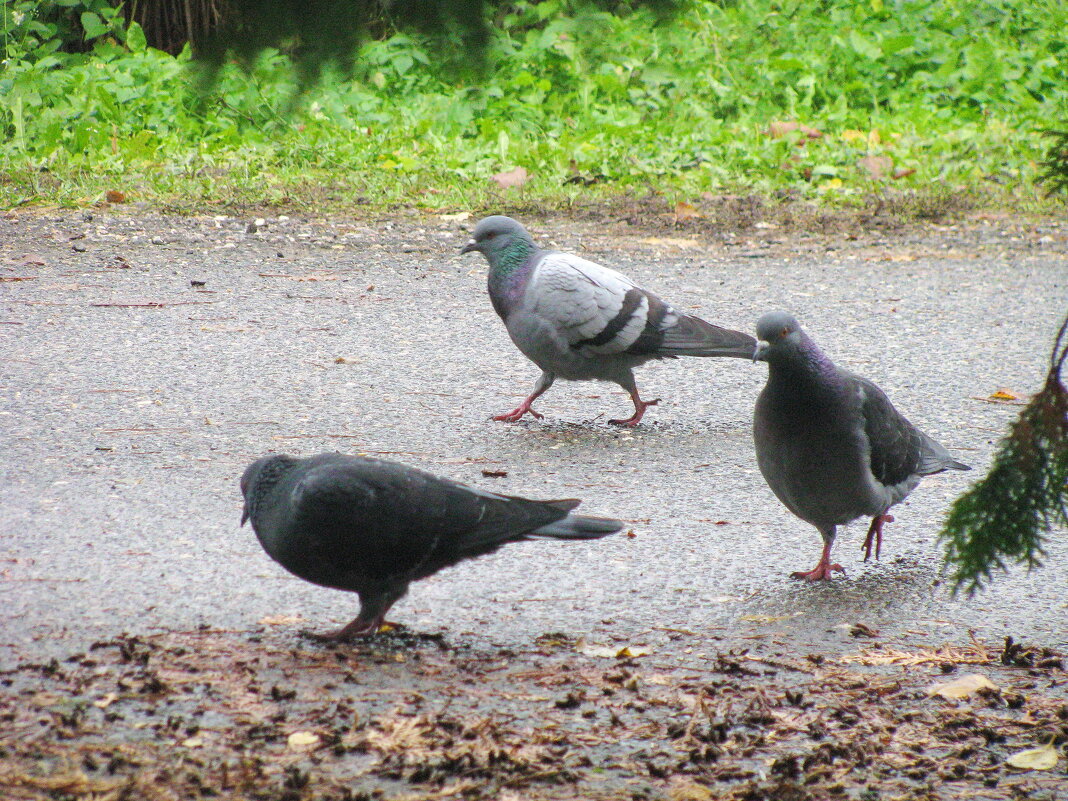 В поисках еды - Людмила Смородинская В поисках еды - Людмила Смородинская