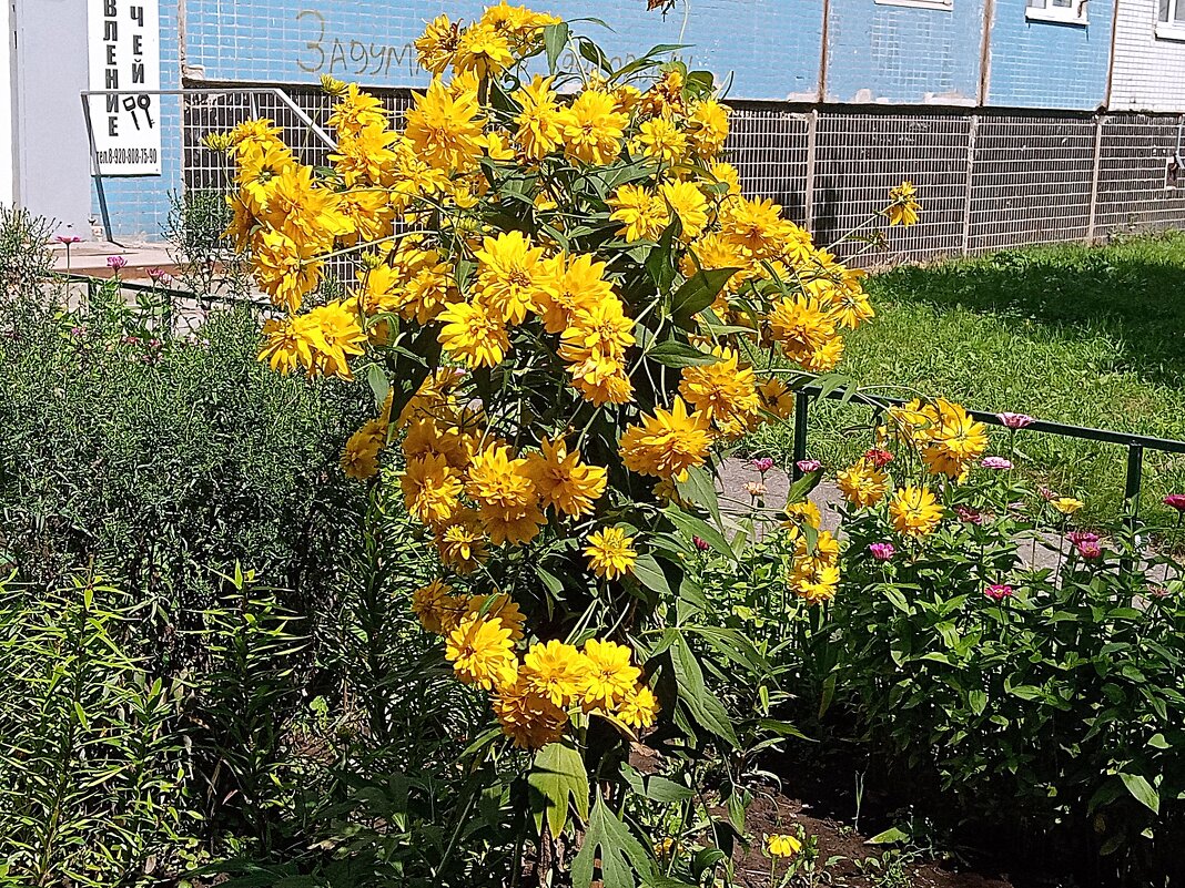 Цветы и растения. - Владимир Драгунский