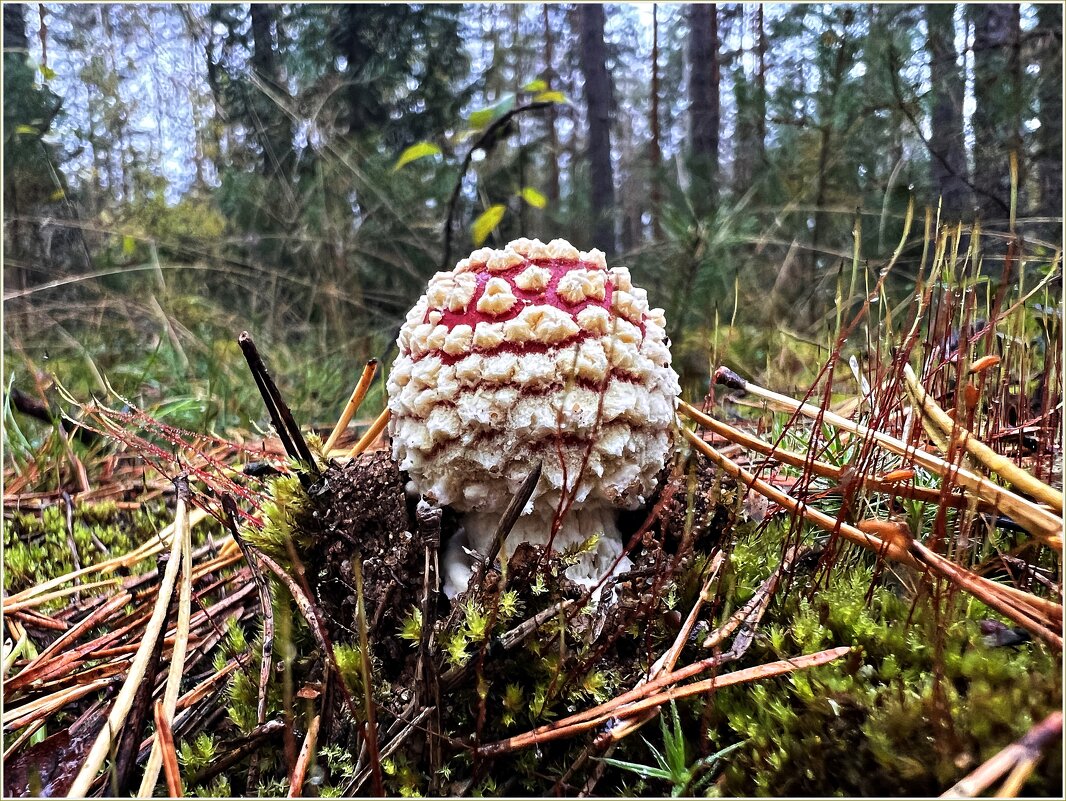 ***** - Валерия Комова