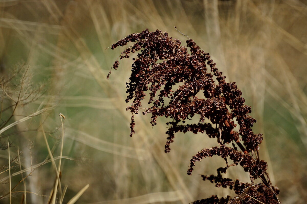 Осень на дворе... - Николай Саржанов Осень на дворе... - Николай Саржанов