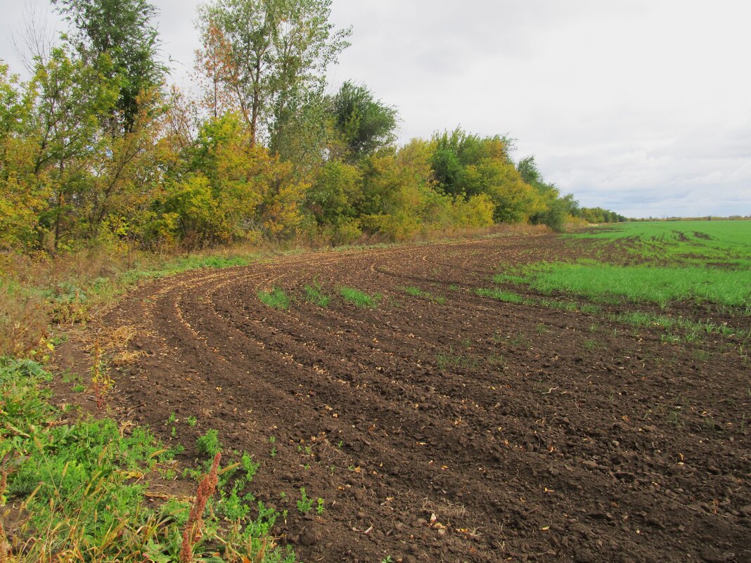 октябрь - Елена Шаламова