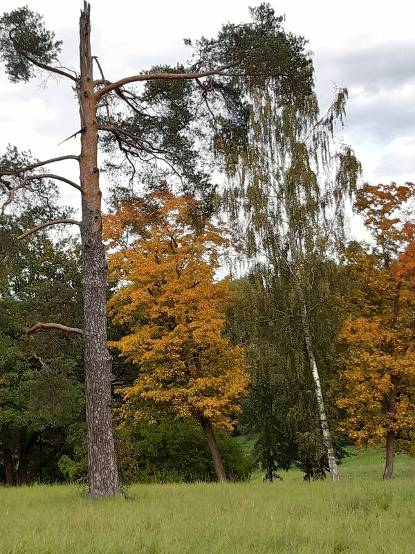 Павловск, Павловский парк - Галина Минчук