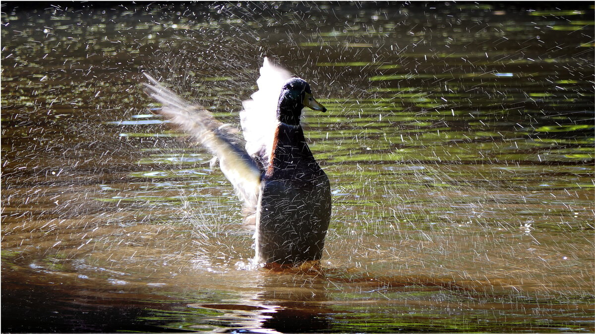 Дикая утка.  Была поздняя осень. - "The Natural World" Александер