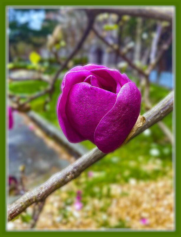 Шиповник - Владимир Кроливец