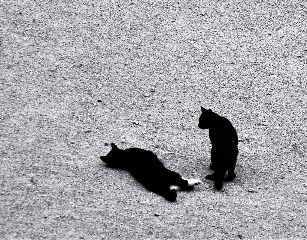 ))) - Виктор Никитенко