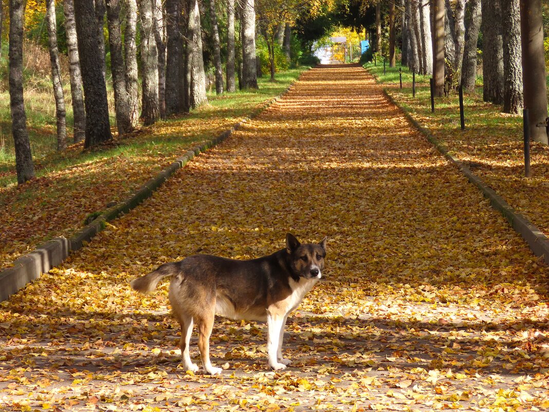 Дорога в осень...Мухтар. - Ольга Митрофанова