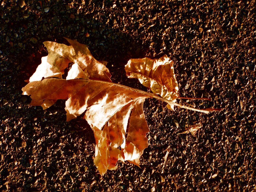 Осень 10 - Алексей Кузнецов