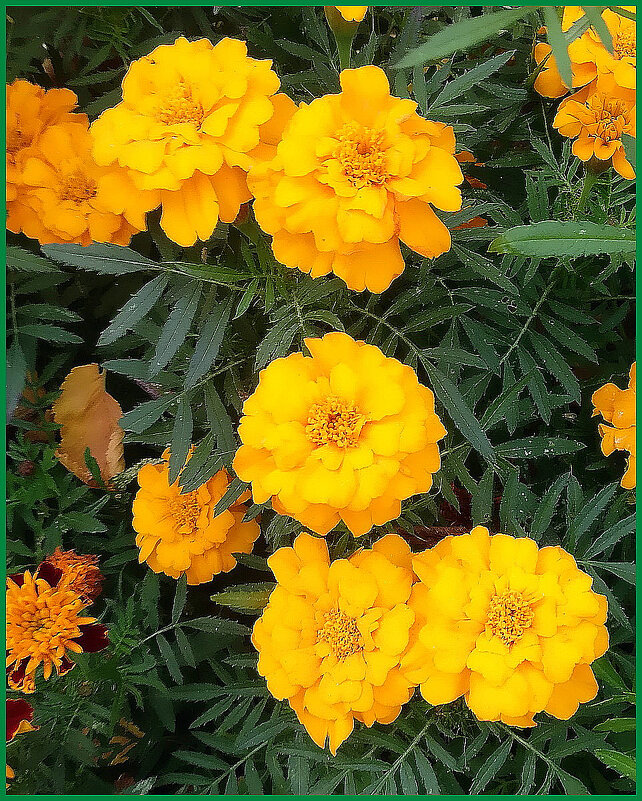 Бархатцы - Ольга Довженко