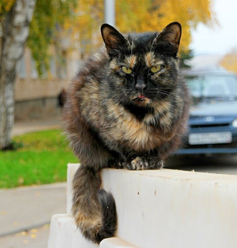 И немного про октябрьских котиков... - Андрей Заломленков