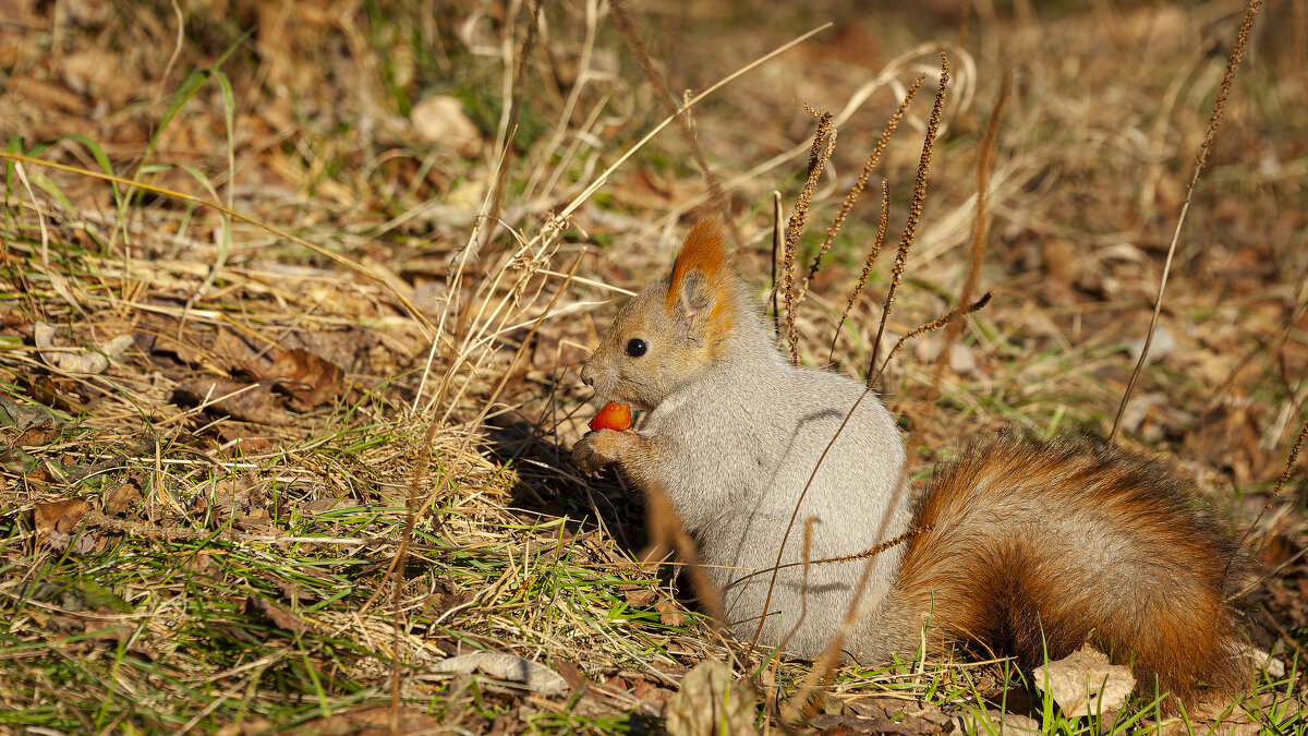 Обед! - Вадим Басов