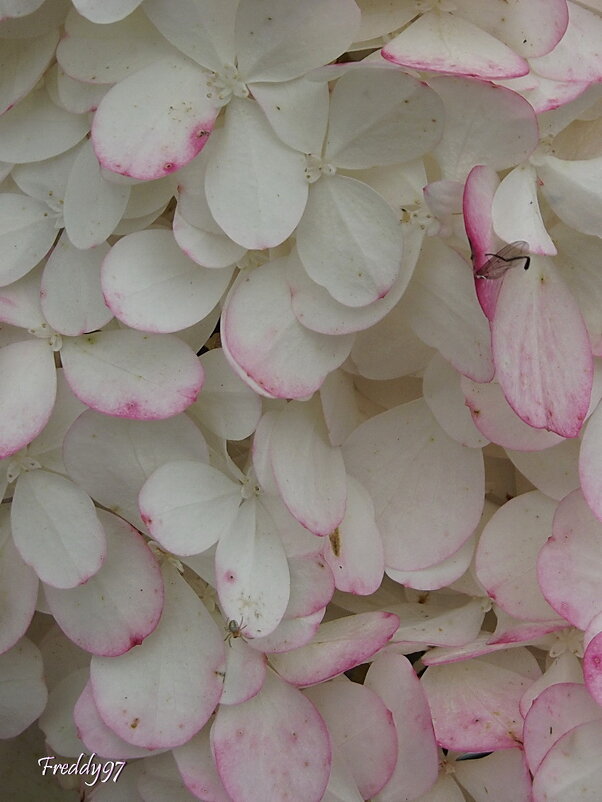 Гортензия - Freddy 97