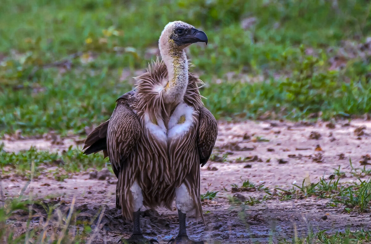 Белоголовый гриф Рюппеля - Aleksey Afonin