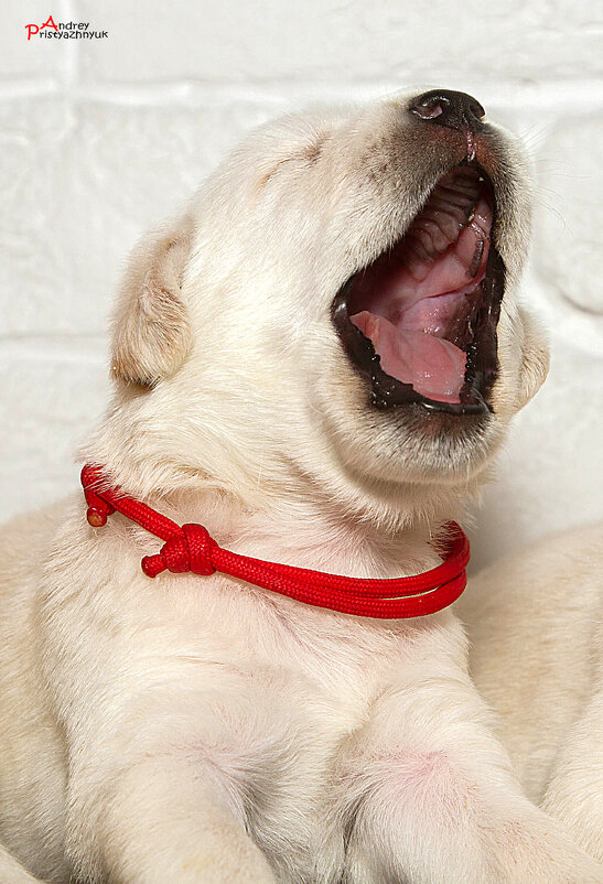 Рано утром... - Андрей Пристяжнюк Рано утром... - Андрей Пристяжнюк