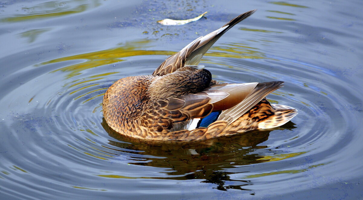 ..... - Анатолий Анищик