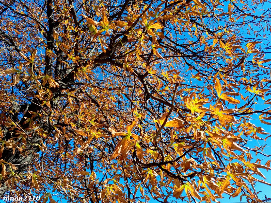 Ростовская осень - Нина Бутко