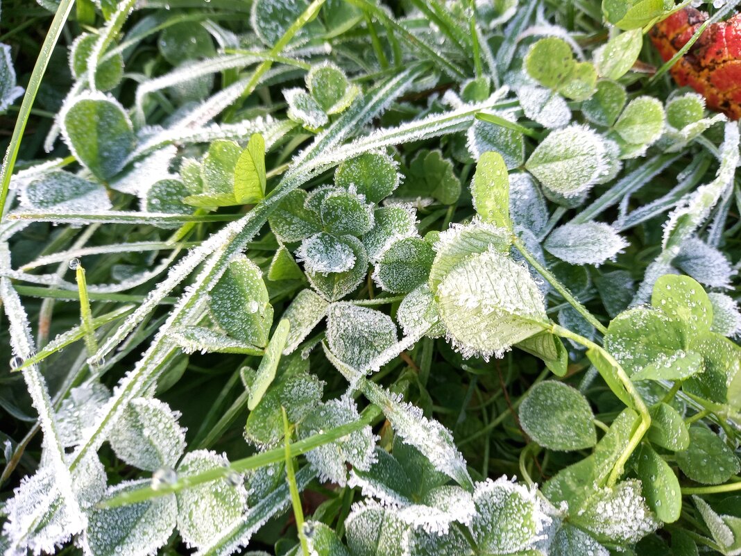 Изморозь - BoxerMak Mak